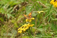 33. Vlinder en insect op bloem