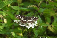 34. Nog een prachtige vlinder in het bos