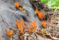 36. Paddestoelen op boomstam