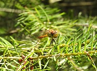 37. Libelle op den