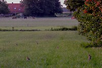 40. Alsof ze hier konijntjes verbouwen