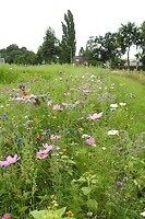 44. Bloemenveld naast onze camping