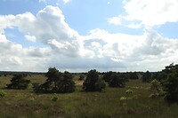 50. uitzicht Veluwe vanaf Radio Kootwijk