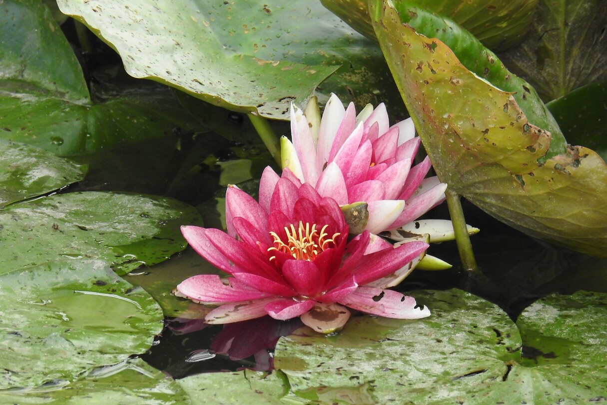 51. Bloeiende waterlelies op onze camping