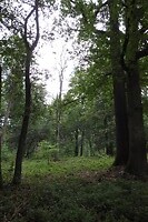 55. Het bos fotograferen is best lastig