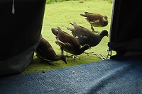 57. Hele familie waterhoentjes bedelt om voer