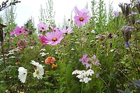 59. Wilde bloemen in weiland