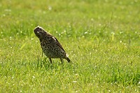 61. De lijster zat onze caravan te bewonderen
