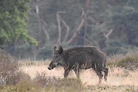 62. Mijn eerste redelijke foto van een wild zwijn is een feit