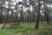 63. Het bos is steeds afwisselend