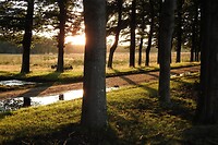 69. Zonsondergang in het bos