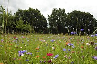 73. Bloemenveld in Otterlo