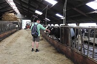 74. In de koeienstal kijken bij een boerderij