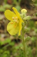 84. In het bos groeien ook mooie bloemen