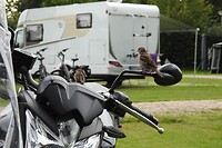 86. De Otterlose Motormussen