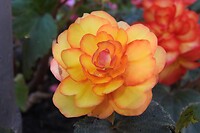 19. De mooiste rozen in de Kurgarten