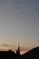 21. Alle kauwen verzamelen...zonsondergang vanuit hotel