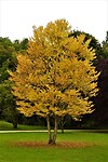 31. Mijn favoriete jaargetijde...herfst (in het Luitpoldpark)