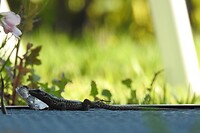 19. Salamander bij ons appartement