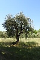 27. Ongelooflijk mooie olijfbomen