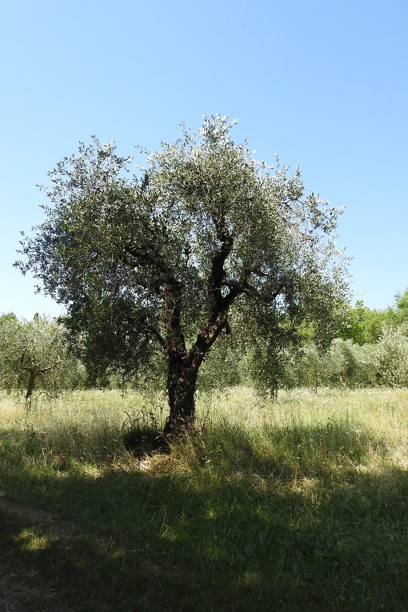 27. Ongelooflijk mooie olijfbomen