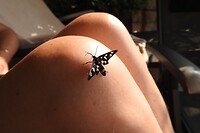 41. Prachtige motvlinder op mijn knie