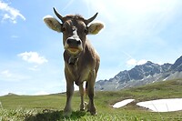 67. Nieuwsgierige koe