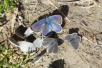 68. Hordes piepkleine witstreepblauwtjes