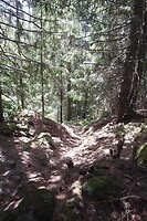 78. Smalle paadjes door het bos