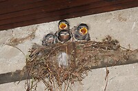 104. Nest vol zwaluwtjes