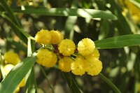 106. Mimosa (geloof ik) op Isola Madre