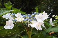 107. Blauwe hortensiasoort