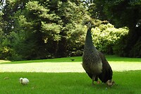 109. Pauw met kuikens