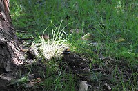 112. Vuurgoudhaantje in het wild