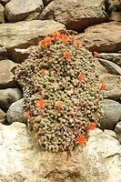 116. Bloeiende cactus