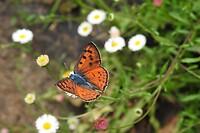 120. Een violette vuurvlinder