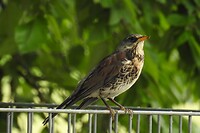127. Kramsvogel in Zuid-Duitsland