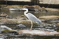 139. Blauwe reiger vist in de Our