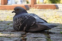 60. Een chillende duif naast onze stoelen