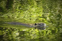 98. Bisamrat in het Bürgerpark