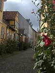 13. Overal mooie stokrozen