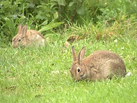 18. Konijntjes naast de caravan