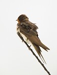 25. Boerenzwaluw op camperantenne