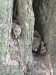 33. Ratten in een boomstronk