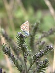 50. Vlindertje op de camping