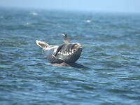 57. Zeehond