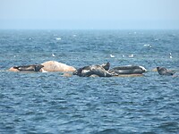 58. Overal zeehonden voor de kust