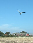 60. Grauwe kiekendief boven Öland