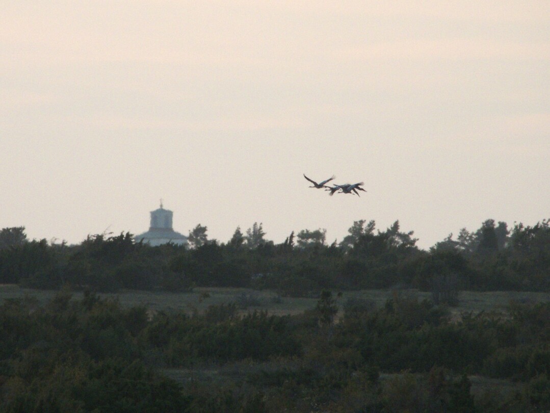 65. Kraanvogels boven Möckelmossen
