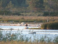 66. Zeearend in Möckelmossen